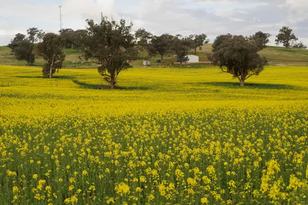 Canola (19)